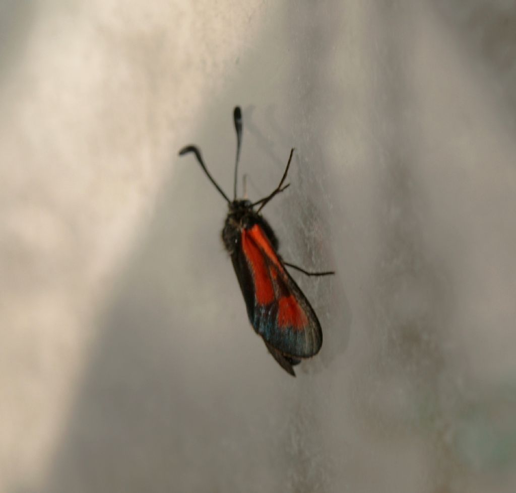 Zygaena (Mesembrynus) punctum